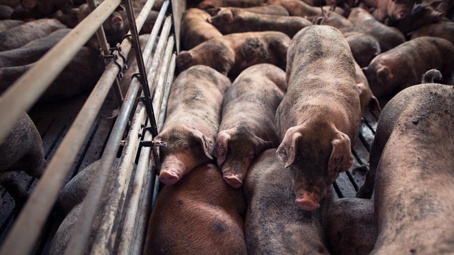 Belgisch varkensvlees: minder volume, meer waarde